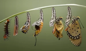 From caterpillar to butterfly